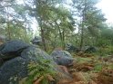 2012-10-11 16-27-47 Rando Fontainebleau-apres-midi FGn